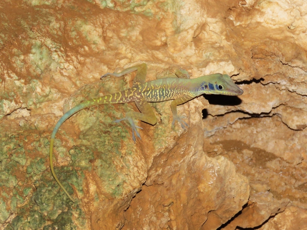 Western Cliff Anole