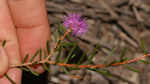 Melaleuca pentagona observed 2023-10-17