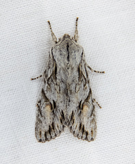 Egira crucialis