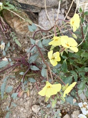 Chylismia