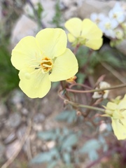 Chylismia