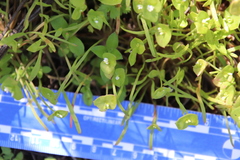 Claytonia parviflora