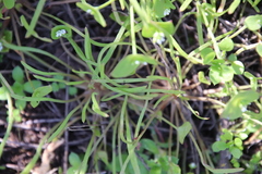 Claytonia parviflora