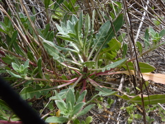 Oenothera humifusa