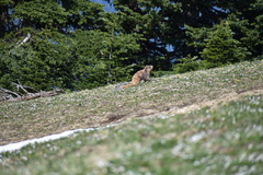 Marmota olympus