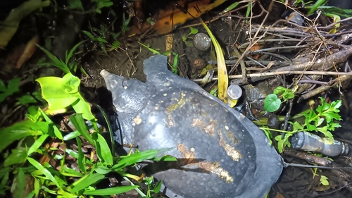 Asiatic Softshell Turtle, Amyda cartilaginea