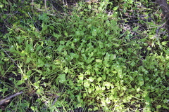 Claytonia parviflora
