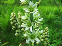 Veratrum grandiflorum