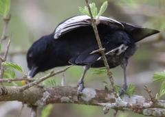 Southern Black Tit photo 4