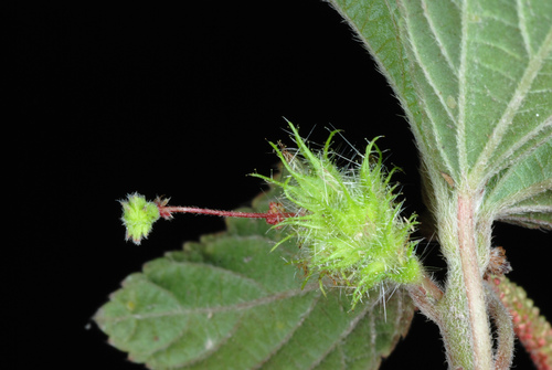 Acalypha arvensis