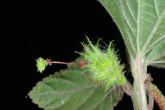 Field Copperleaf