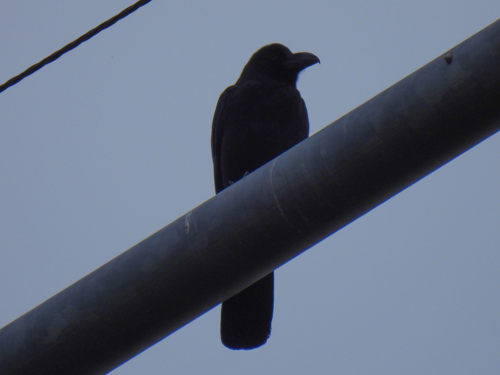 Large-billed Crow from Kamisunacho, Tachikawa, Tokyo 190-0032, Japan on ...