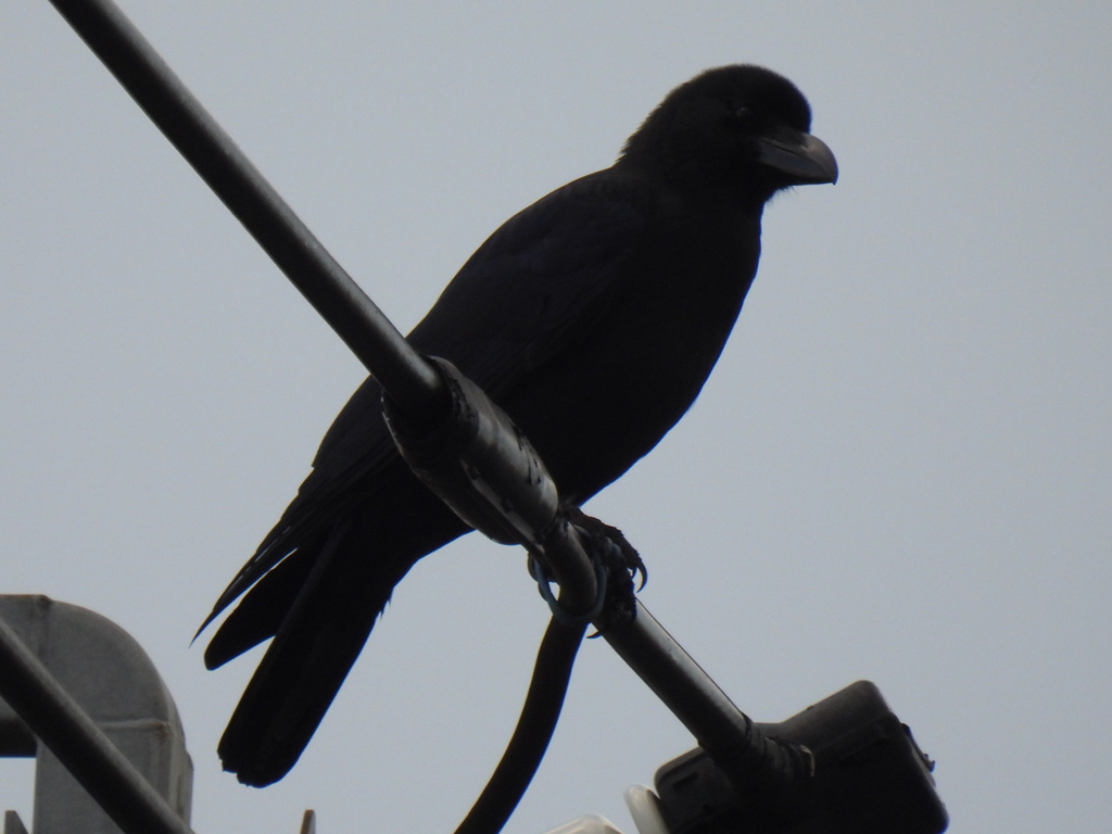 Large-billed Crow from Kamisunacho, Tachikawa, Tokyo 190-0032, Japan on ...