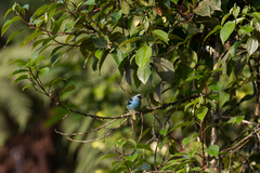 Tangara labradorides