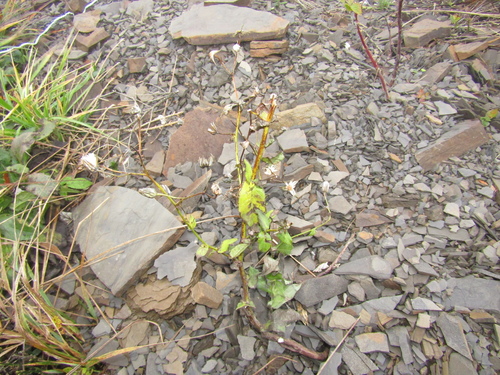 Saffron Hawkweed (Hieracium crocatum)