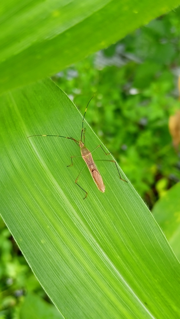 Leptocorisa from GP3P+VPF, Roxas City, Capiz, Philippines on October 14 ...