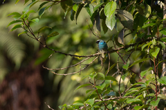 Tangara labradorides