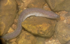 Uropterygius micropterus