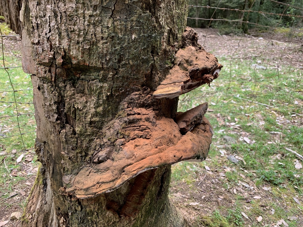 Ganoderma australe · October 2023 · photo: © daverichardson (iNaturalist, cc-by)