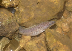 Uropterygius micropterus