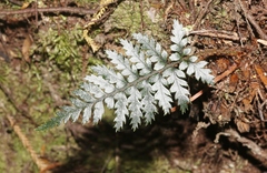 Polystichum neozelandicum zerophyllum × vestitum