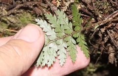 Polystichum neozelandicum zerophyllum × vestitum