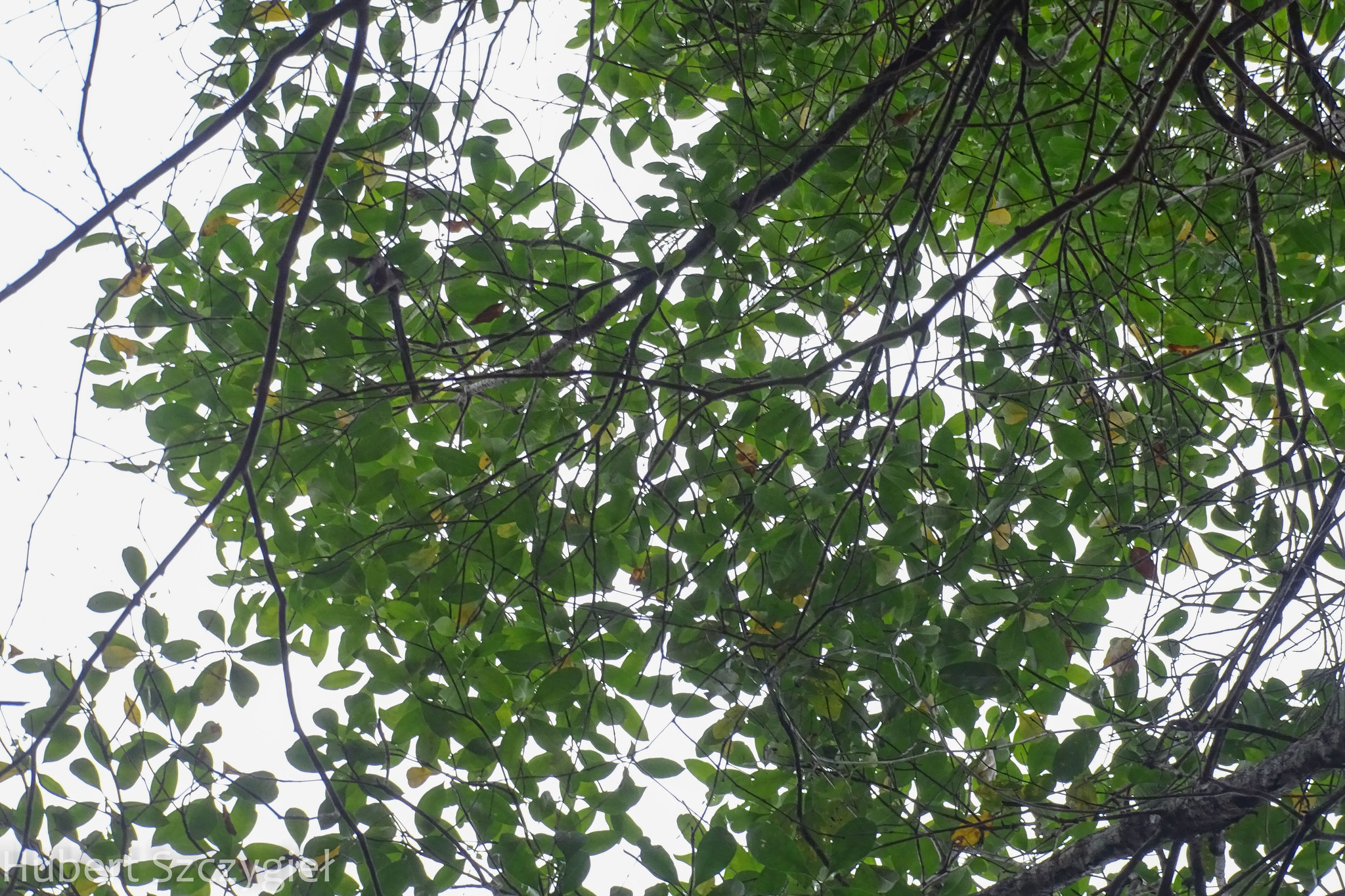 Trai lí — ảnh 3