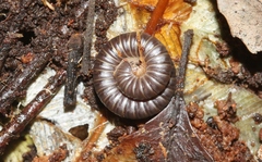 Eumastigonus