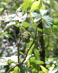 Montrichardia arborescens