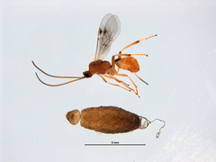 Meteorus pulchricornis