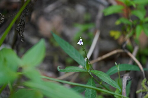 Image of Justicia ovata by (c) Brandon Johnson, some rights reserved (CC BY)