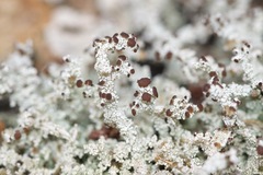 Stereocaulon paschale