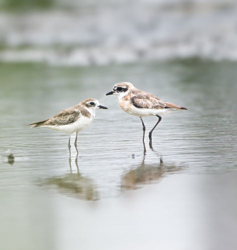 Chorlitejo mongol chico (Charadrius mongolus)