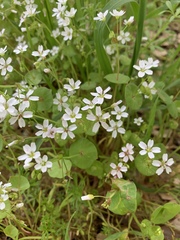 Claytonia parviflora