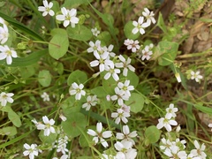 Claytonia parviflora