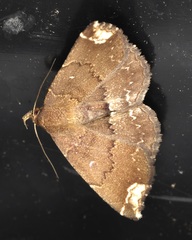 Adrapsa quadrilinealis