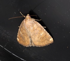 Amyna axis