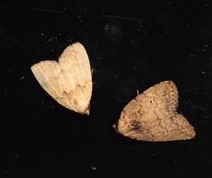 Anachrostis