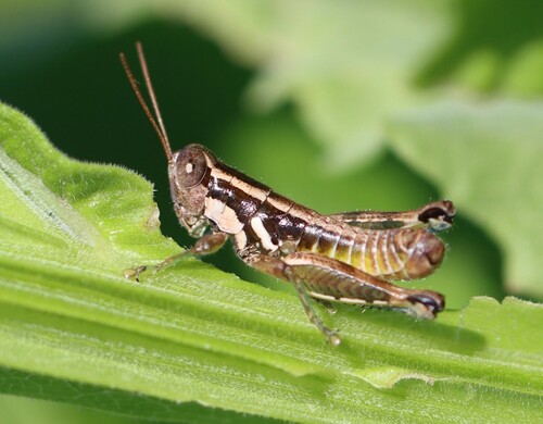 Mimic grasshopper