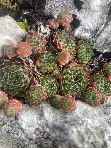 Sempervivum vicentei, photograph 1