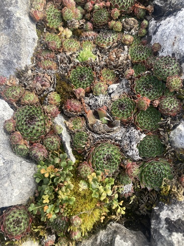Sempervivum vicentei, photograph 2