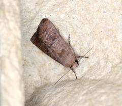 Athetis stellata