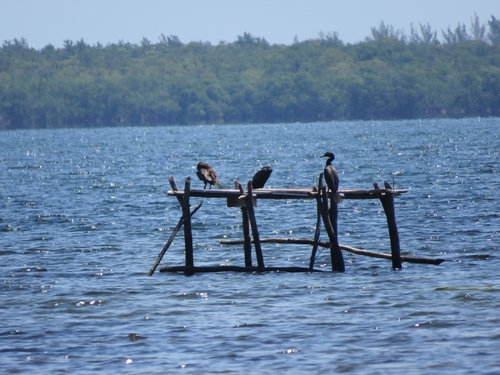 Double-crested Cormorant