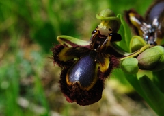 Ophrys speculum