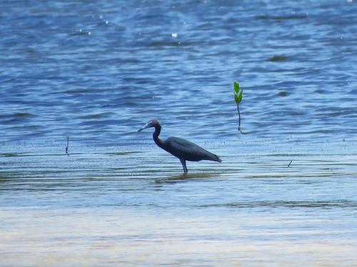 Little Blue Heron