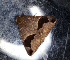 Bastilla joviana