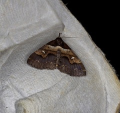 Bertula retracta