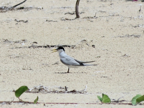 Least Tern