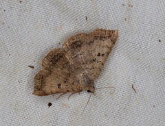 Blasticorhinus rivulosa