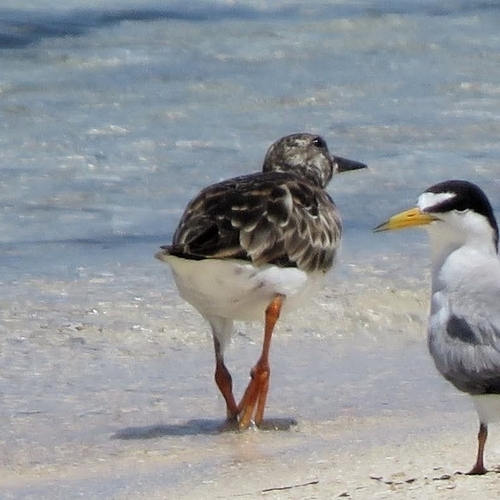 Ruddy Turnstone